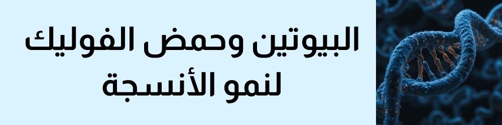 أهمية البيوتين وحمض الفوليك لنتكبير القضيب