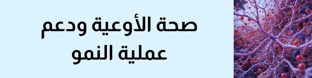 دور الفيتامينات الأساسية (E, D, C) في صحة الأوعية ودعم عملية اتكبير القضيب