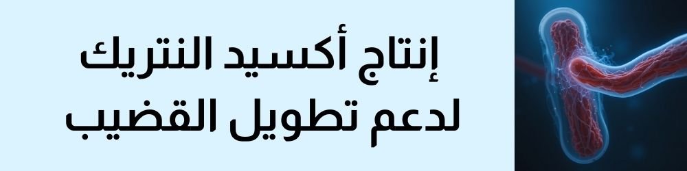 مكونات فعالة لتقوية الانتصاب وتحفيز إنتاج أكسيد النتريك لدعم تطويل القضيب