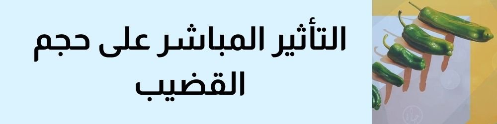 التأثير المباشر على حجم القضيب في حالتي الانتصاب والارتخاء