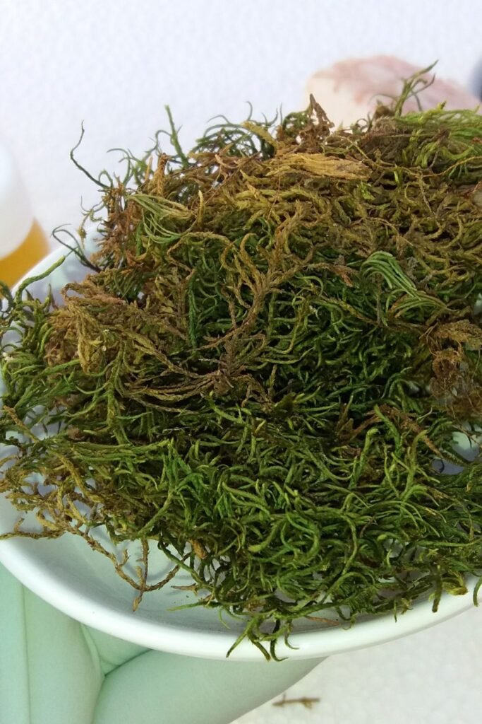 صورة لجذور عشبة السنبل (الناردين) ومسحوقها في بيئة توحي بالطب التقليدي، مما يبرز دورها في تعزيز الأداء كجزء من افضل كريم لتكبير الذكر مجرب.