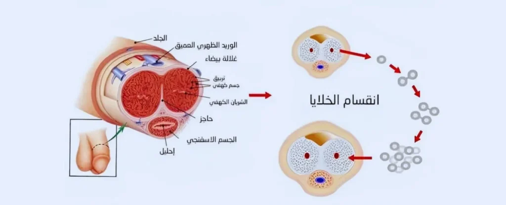 كيف تعمل هذه الخلطة الطبيعية على تكبير الذكر وتضخيمه في المنزل؟ شرح مفصل لآلية التأثير الفعالة والمجربة
يا صديقي العزيز، لعلك تتساءل الآن بشغف واهتمام عن السر العلمي الدقيق أو الآلية البيولوجية المعقدة التي تعمل بها هذه الخلطة الطبيعية الفريدة والمبتكرة لتحقيق هدف تكبير الذكر وتضخيمه في المنزل. اسمح لي أن أشرح لك ذلك ببساطة ووضوح، وبلغة سهلة ومفهومة للجميع، كيف تساهم مكوناتها الطبيعية النشطة والفعالة، والتي تم اختيارها بعناية فائقة وتوازن دقيق ومدروس، في تحقيق نتائج تكبير الذكر قبل وبعد الاستخدام، بشكل مرضي وإيجابي ومستدام بإذن الله تعالى وتوفيقه:
دور الفيتامينات والمعادن الأساسية في تحسين جودة الكروموسومات وتعزيز الخصائص الوراثية للقضيب لدعم تكبير الذكر وتضخيمه في المنزل